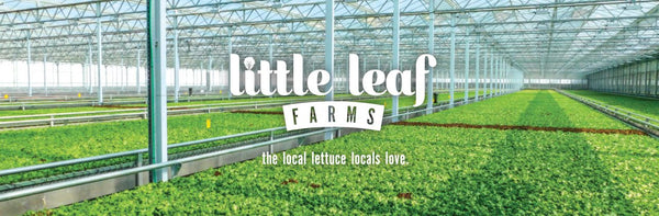 Little Leaf Spring Mix 1.5Lb